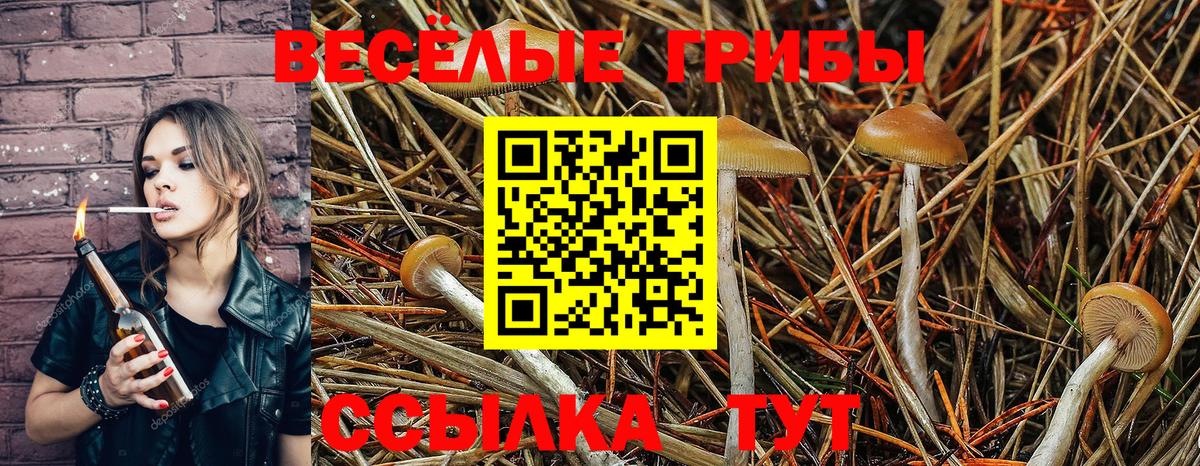 Галлюциногенные грибы GOLDEN TEACHER Ленинск-Кузнецкий